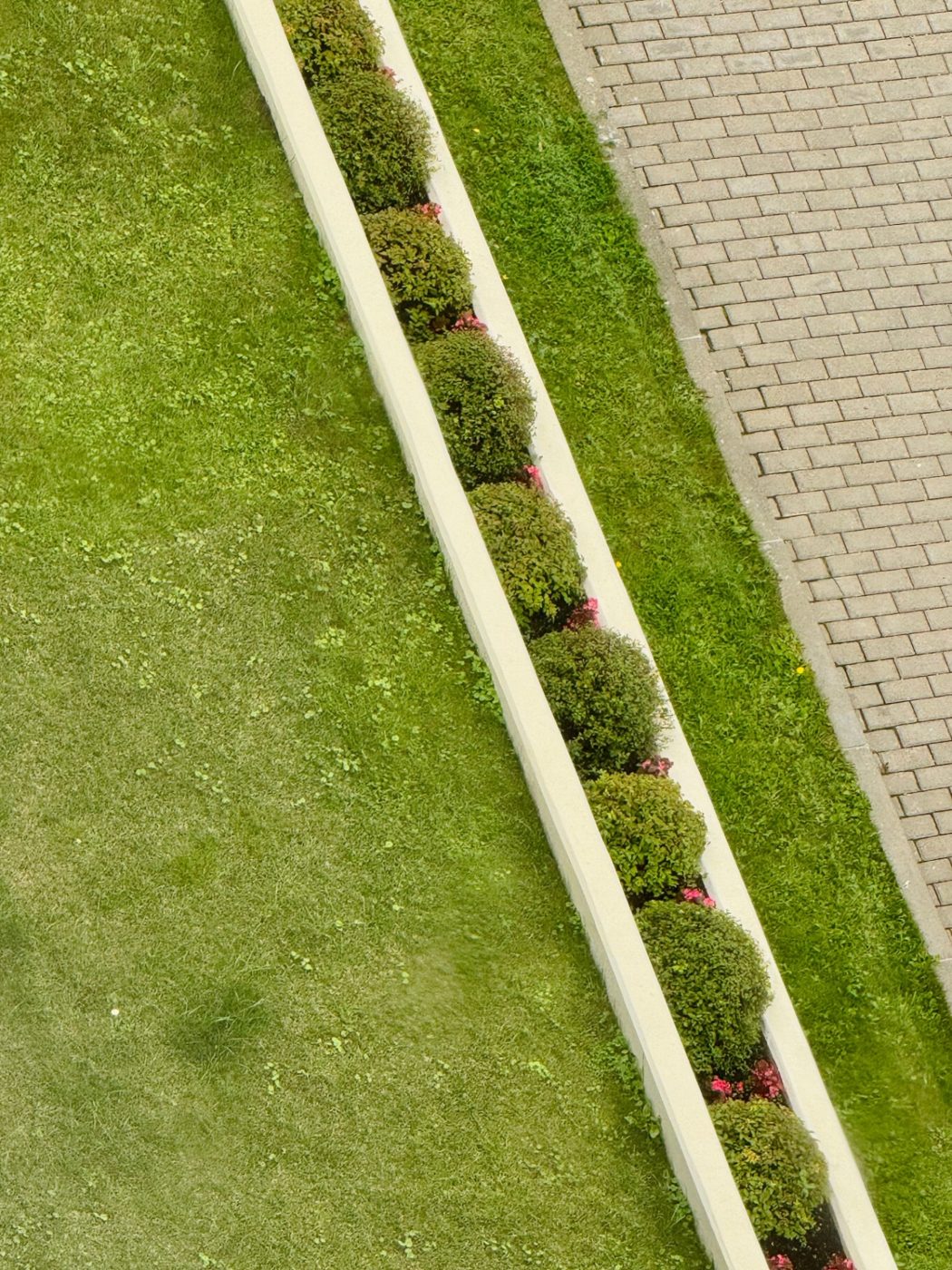 Freshly trimmed hedge line